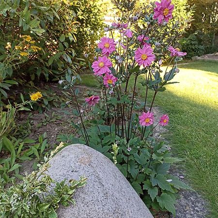 Ferienwohnung An Der Elbe Tespe 外观 照片